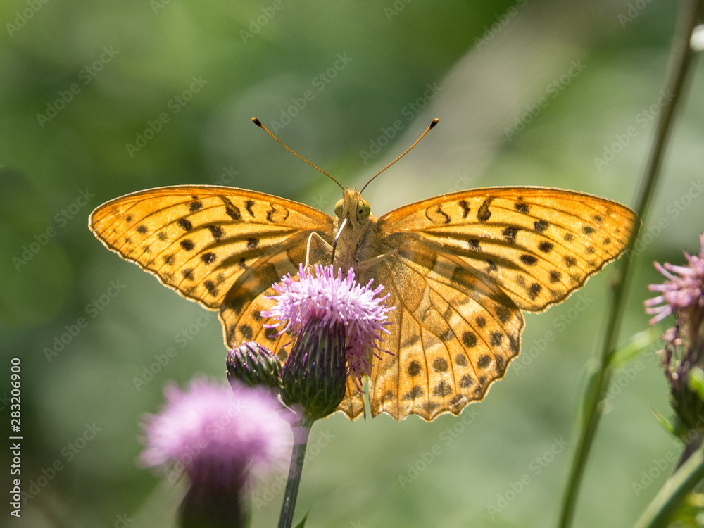 Fototapeta premium OLYMPUS DIGITAL CAMERA