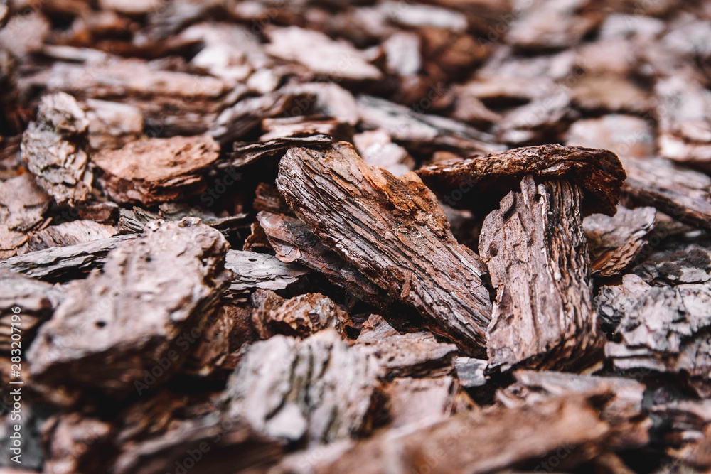 Background from coniferous tree bark pieces. Abstract background texture