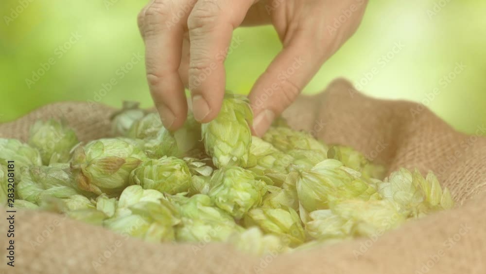 Man checking hops in the box in slow motion 180fps Man checking hops in the box in slow motion 180fps