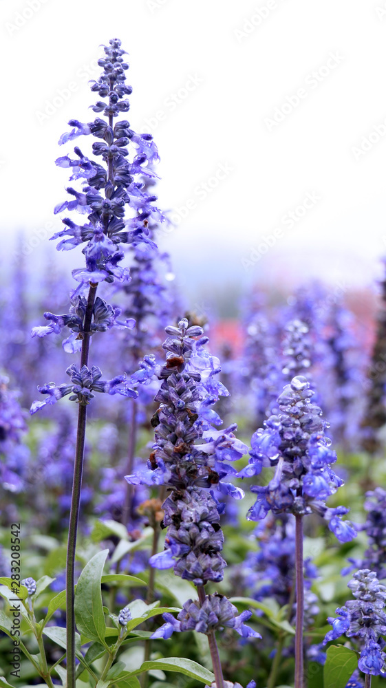 Naklejka premium lavender in the rain