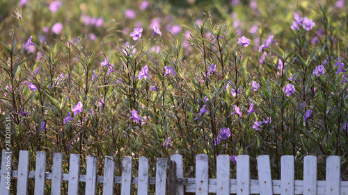 Flower Flower