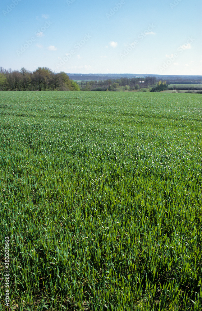 Fototapeta premium champ, Blé, Triticum vulgare, Gâtine tourangelle, Indre et Loire, 37