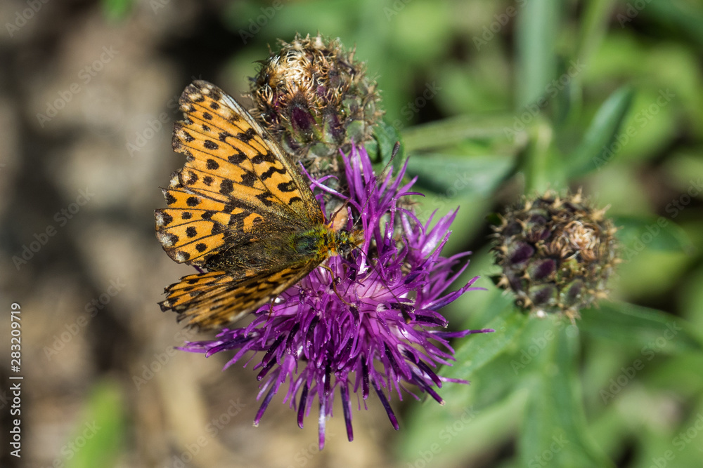 Fototapeta premium OLYMPUS DIGITAL CAMERA