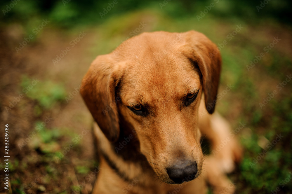 Portrait of lying brown puppy in the forest Portrait of lying brown puppy in the forest