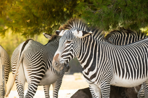 Fototapeta Naklejka Na Ścianę i Meble -  Zebras, fauna animal, familia de zebras