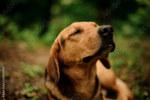 Portrait of lying brown dog in a forest photo