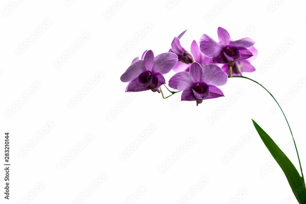 Obraz premium Purple orchid adn green leaf on isolated white background.