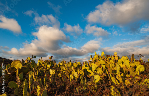 Field of Prickly pear cactus lit by sunset light