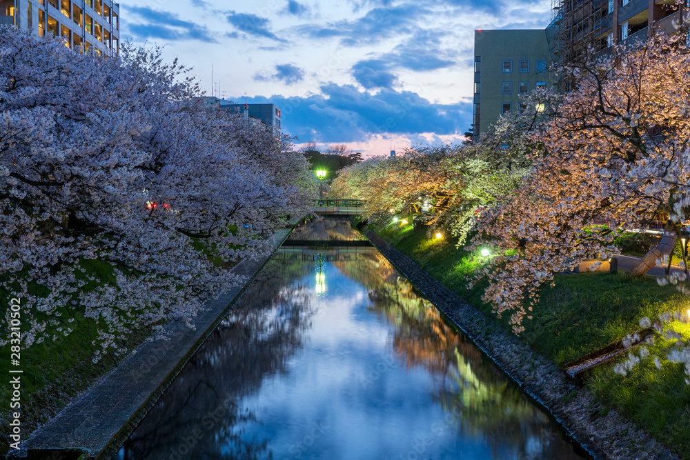 富山　松川べりの夜桜
