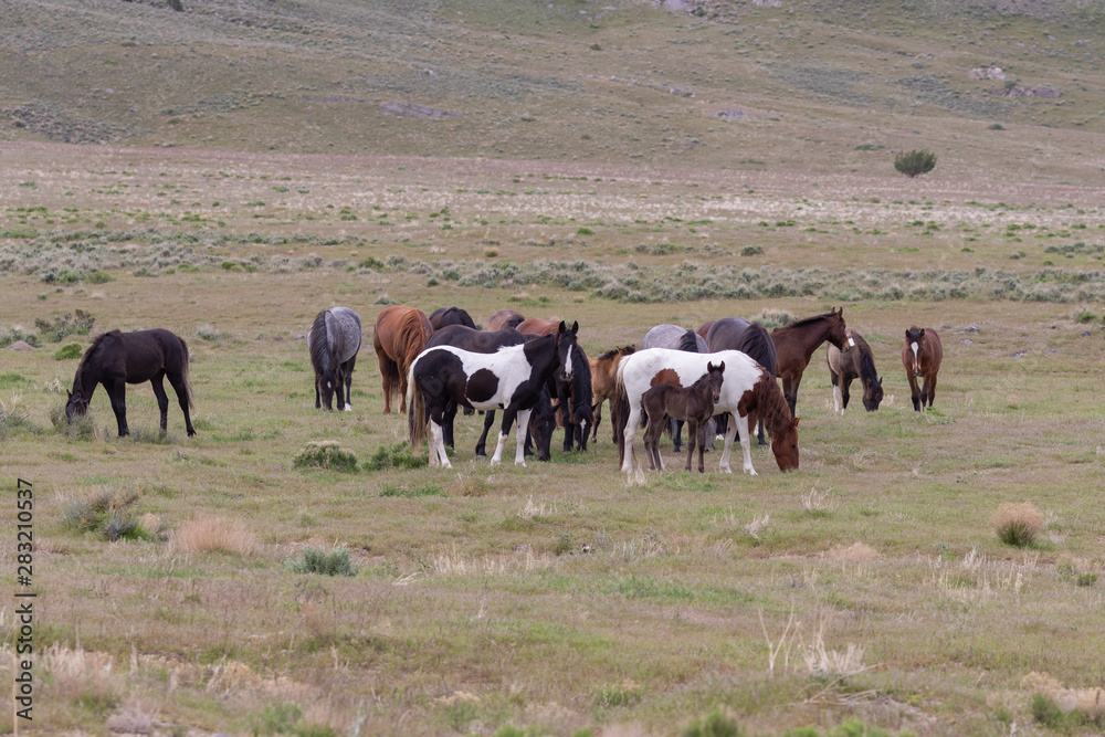 Wild Horses in the Utah Desert in Spring Wild Horses in the Utah Desert in Spring