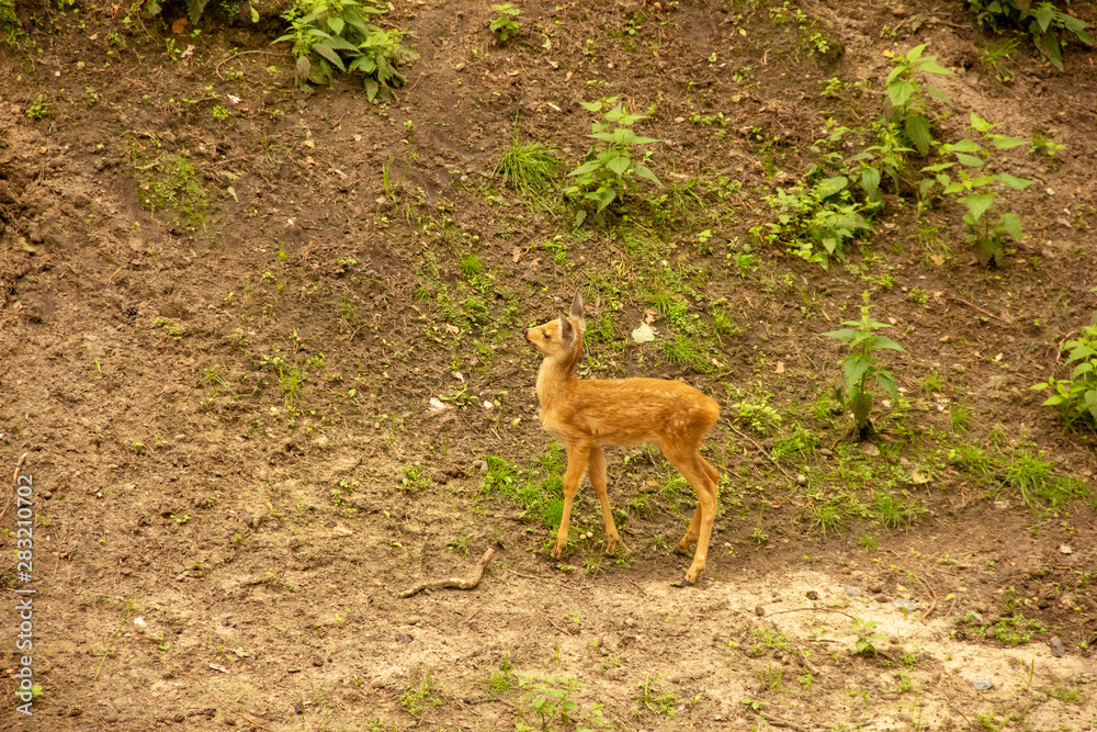 Deer with and without horns in nature. mammals eat leaves of trees. Animals at the zoo