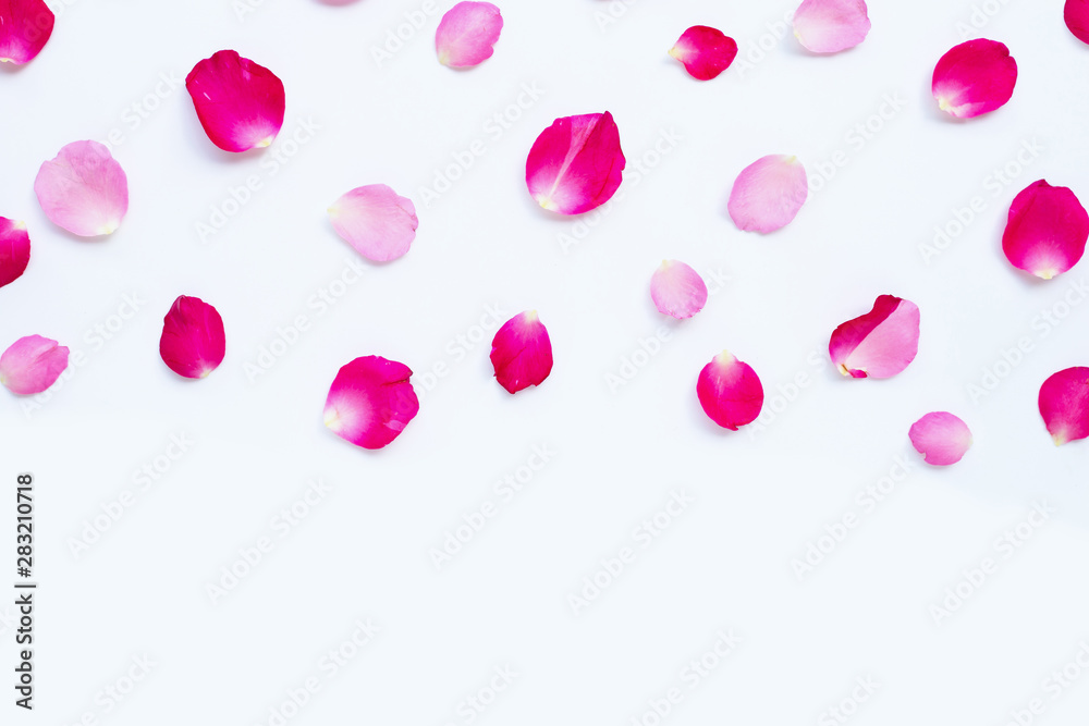 Rose petals isolated on white.