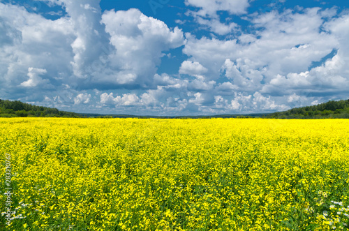 Rapeseed field, great design for any purposes. Rural landscape.