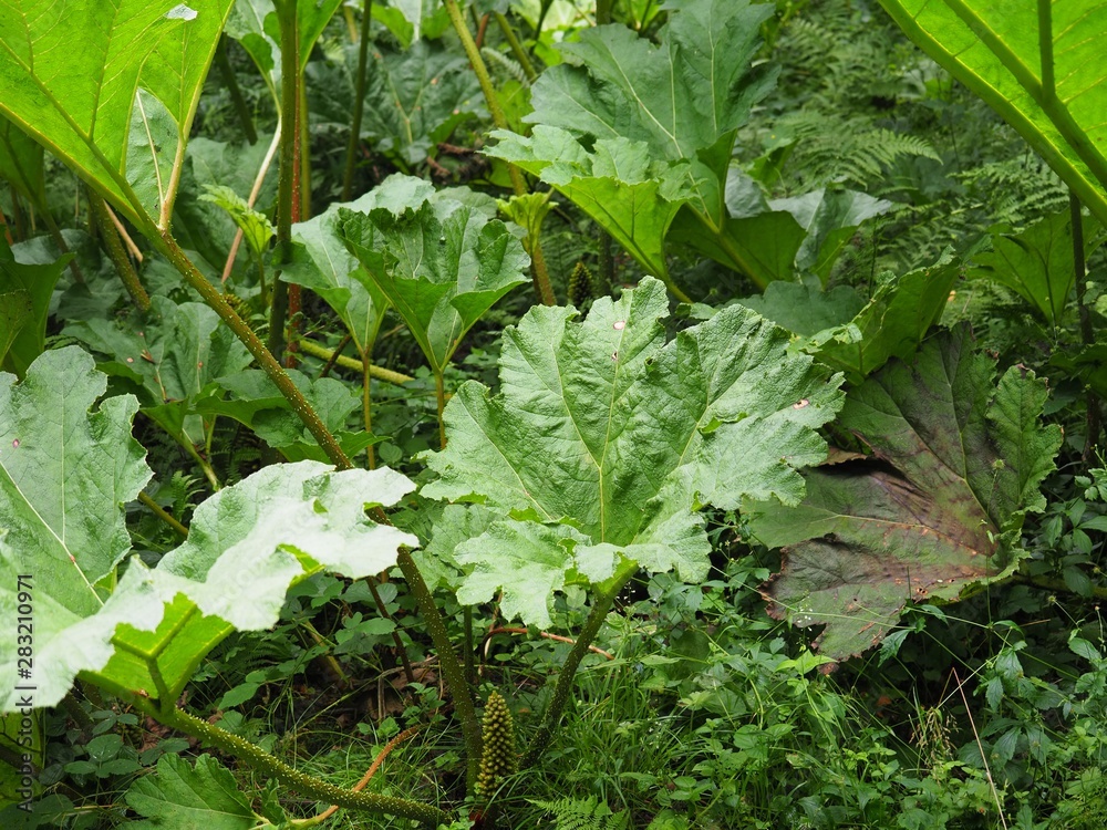 Naklejka premium Gunnera plants in Ireland