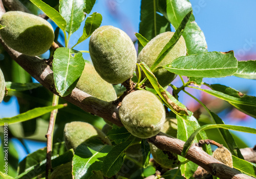 Close-up of almonds on tree, green almonds