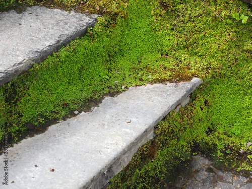 Stone steps covered in moss in Irish garden