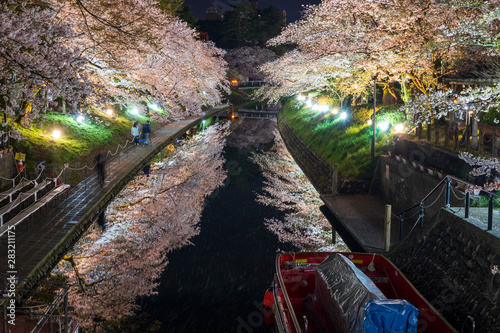 富山 松川べりの夜桜