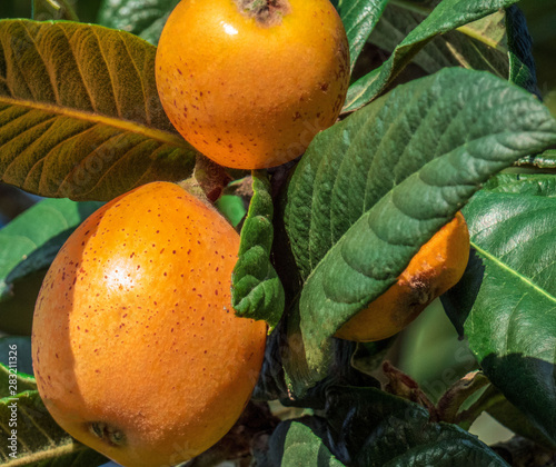 Loquat fruit or mushmula on the  evergreen tree . Close up photo