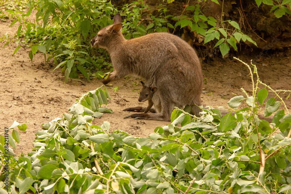 Kangaroo with baby in the zoo. Kangaroo is in captivity. Animals locked up. Kangaroo with baby in the zoo. Kangaroo is in captivity. Animals locked up.
