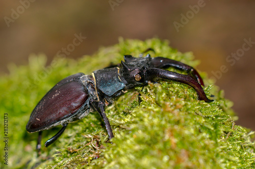 big stag beetle in green mossy maple forest