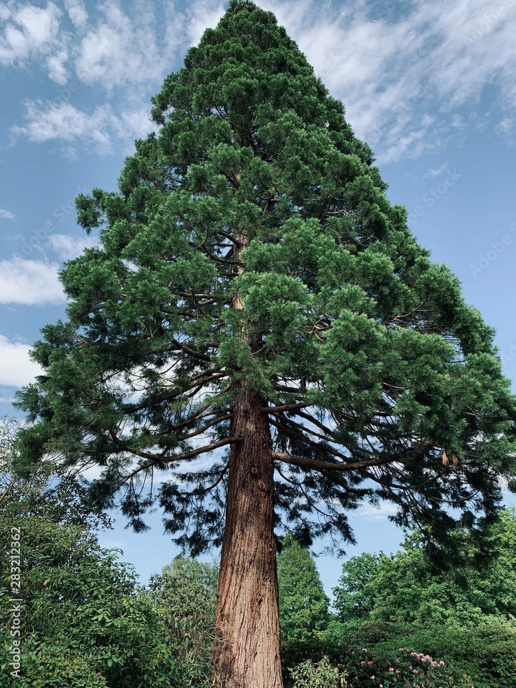 Fototapeta premium Redwood tree