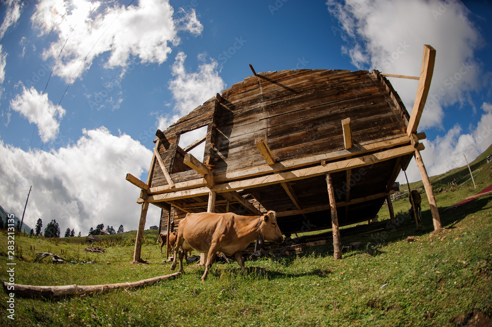 Wooden building with a brown cow nearby