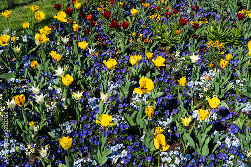 Blumenbeet mit Tulpen und Stiefmütterchen