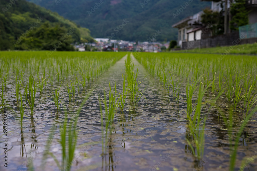 田んぼ 田んぼ