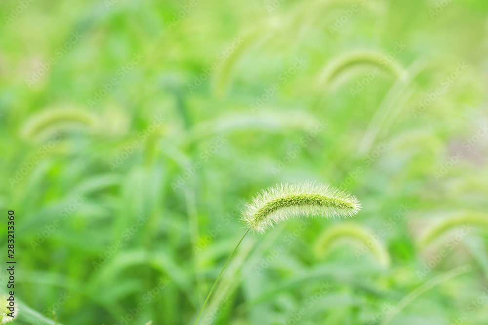 green bristle grass field, setaria viridis green bristle grass field, setaria viridis