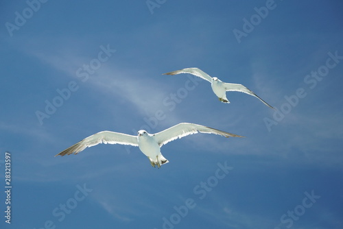 seagull flying Tokyo bay