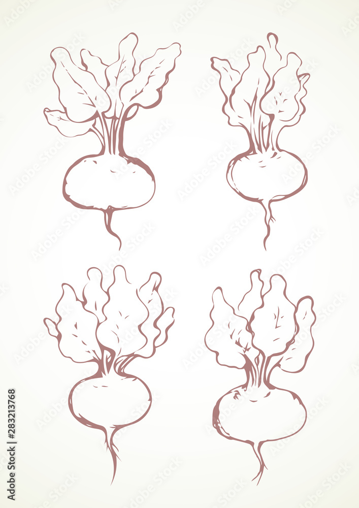 Beet. Vector drawing