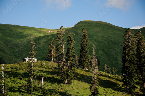 Landscape of meadow with pines and building photo