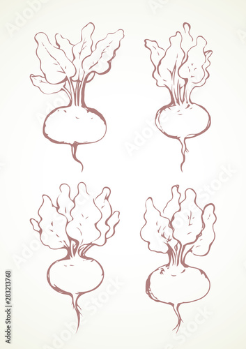 Beet. Vector drawing