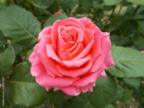  Blooming rose in the park