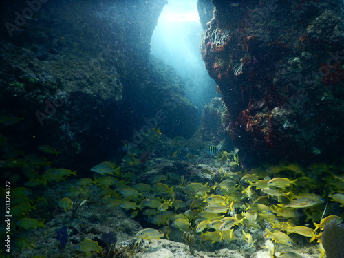 underwater cave with fish