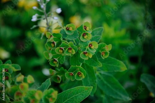 Close-up of a green flower in georgian hills