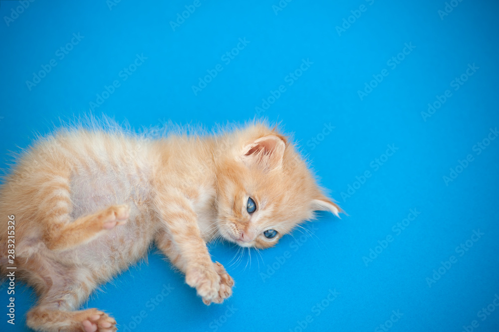 red cat puppy lying on a blue background.