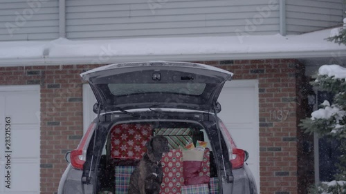 Dog in the back of an SUV with gifts for Christmas