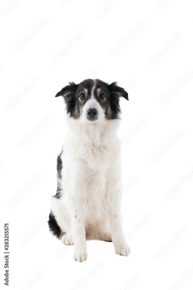 Black and white Australian Shepherd dog sitting isolated in white background  looking at the camera