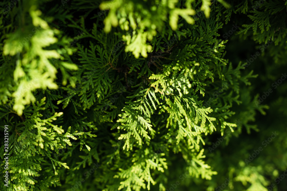 selective focus of sunshine on green fir tree with needles