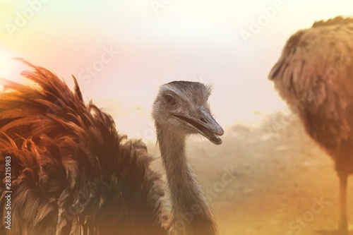 Fotografija portrait of ostrich