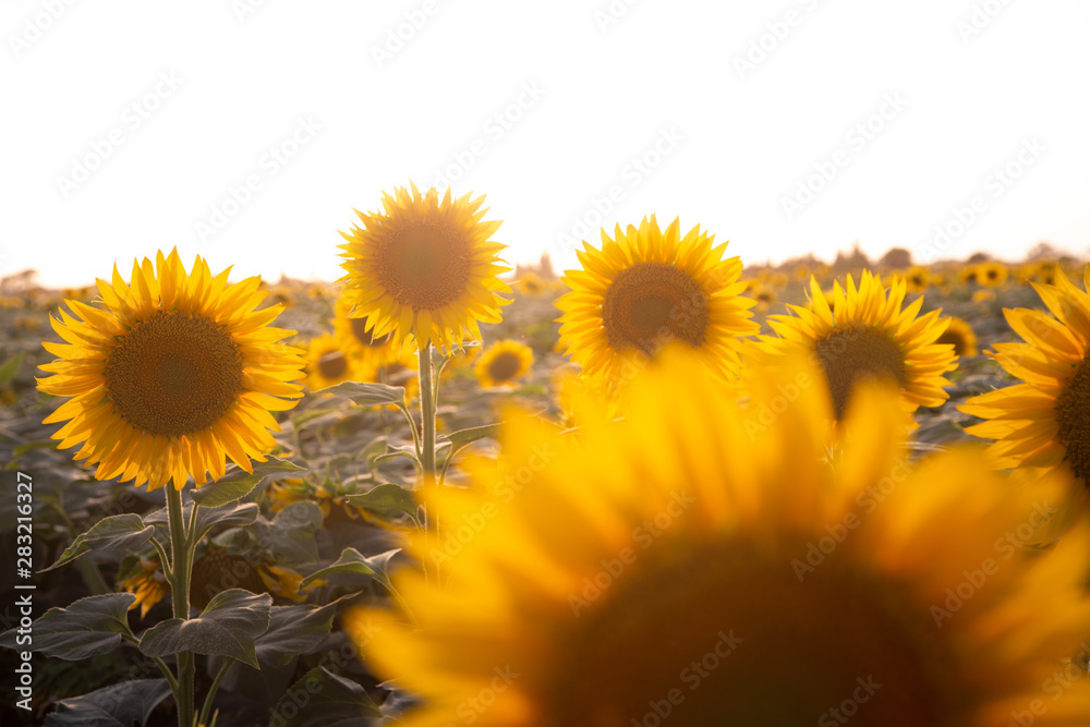 Obraz premium beautiful sunflowers field in Zaragoza Spain