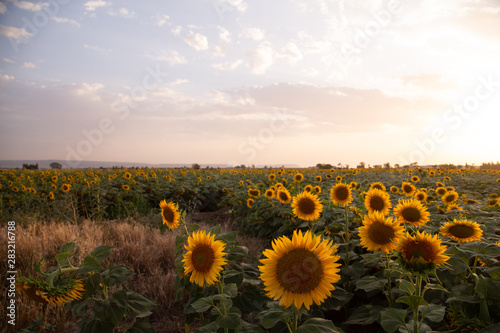 beautiful sunflowers field in Zaragoza Spain