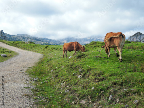 Dirt path in Picos de Europa in Asturias, Spain, with some cows on the side © Ruben Chase