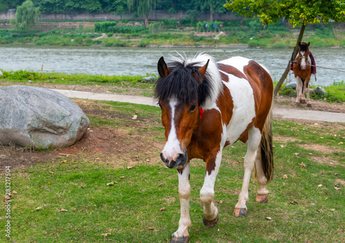A horse grazing on the grass by the river
