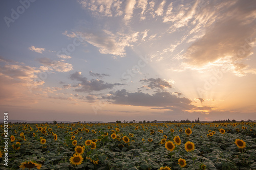 beautiful sunflowers field in Zaragoza Spain