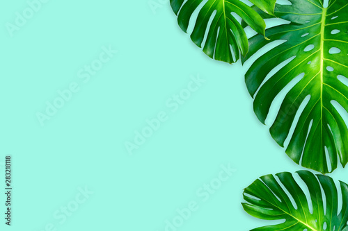 monstera leaves isolated on blue background