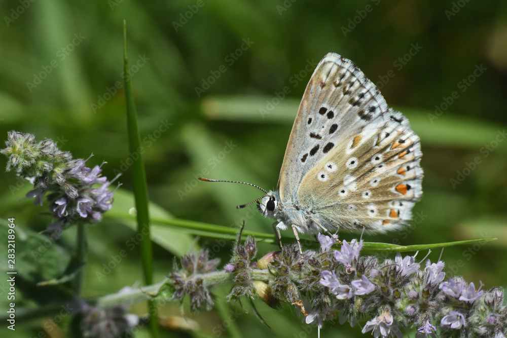 Small blue butterfly, Polyommatus coridon, in nature Chalkhill Blue butterfly or Lysandra coridon Small blue butterfly, Polyommatus coridon, in nature Chalkhill Blue butterfly or Lysandra coridon
