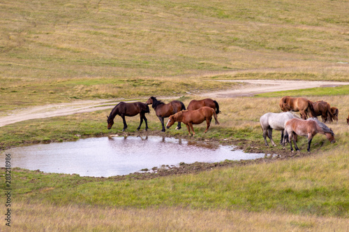 herd of horses grazing on a summer green meadow.
