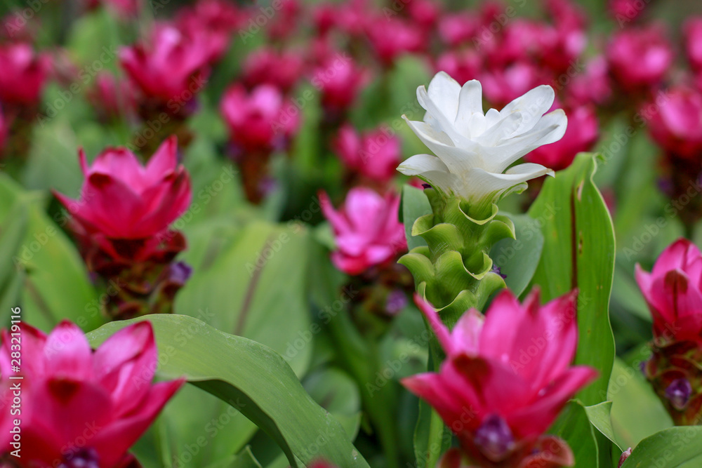 Close up white Krachiew flowers in pink flower background at nature Close up white Krachiew flowers in pink flower background at nature